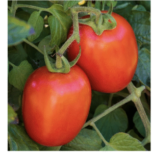 Semillas de Tomate ‘Salsa Fresca’